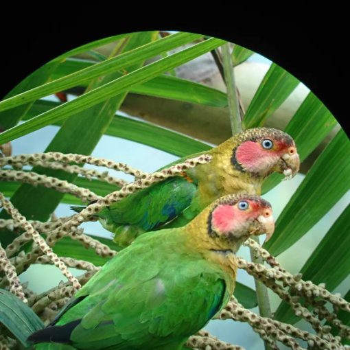 Una pareja de loros verdes con caras rosadas y ojos azules se posan en una palmera