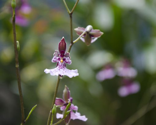 Orquídea de color rosa pálido y manchas púrpuras, probablemente del género Oncidium.
