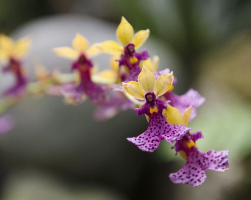 Una colorida orquídea del género Oncidium con pétalos de color crema y un labio rosa picante salpicado de un púrpura más intenso.