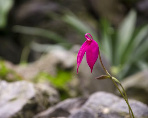 Una orquídea rosa intenso del género Masdevallia