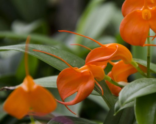 Esta orquídea de color naranja brillante y llamativas colas largas pertenece al género Masdevallia