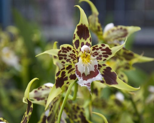 Miembro del género Odontoglossum, esta gran orquídea tiene pétalos amarillo pálido moteados con manchas granate oscuro y un labio blanco con manchas similares.