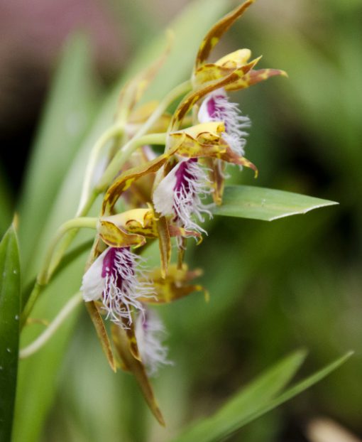 Orquídea labial perteneciente al género Odontoglossum