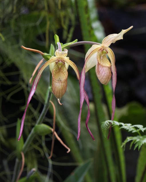 Especie del género Phragmipedium más conocida como orquídea zapatilla.