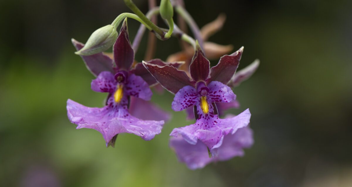 Stunning Orchids at Quito’s Botanical Garden