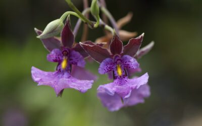 Stunning Orchids at Quito’s Botanical Garden