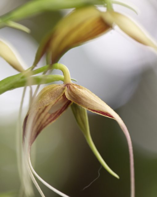 Una orquídea de color amarillo pálido con rayas de color clarete intenso y pétalos muy largos y finos mira al suelo