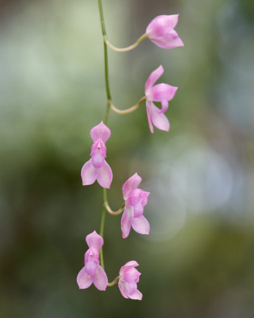 Una delicada orquídea rosada de la familia Aerangis, típica de Madagascar