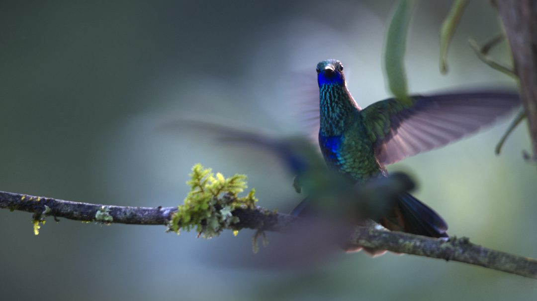 Dos colibríes Orejivioleta Ventriazul se pelean por una percha