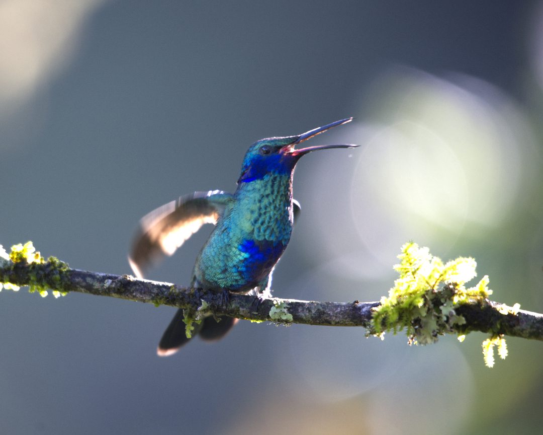 Un colibrí Violetear abre el pico declarando su territorio a los demás pájaros