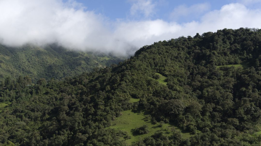 Las laderas cubiertas de bosque frente al mirador de la Reserva de Maraksacha muestran incursiones de potreros.