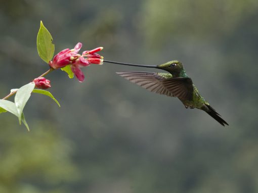 Un colibrí pico de espada sorbe néctar de una flor roja brillante