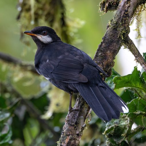 Black Solitaire is a black  thrush with a white cheek and white-tipped tail.