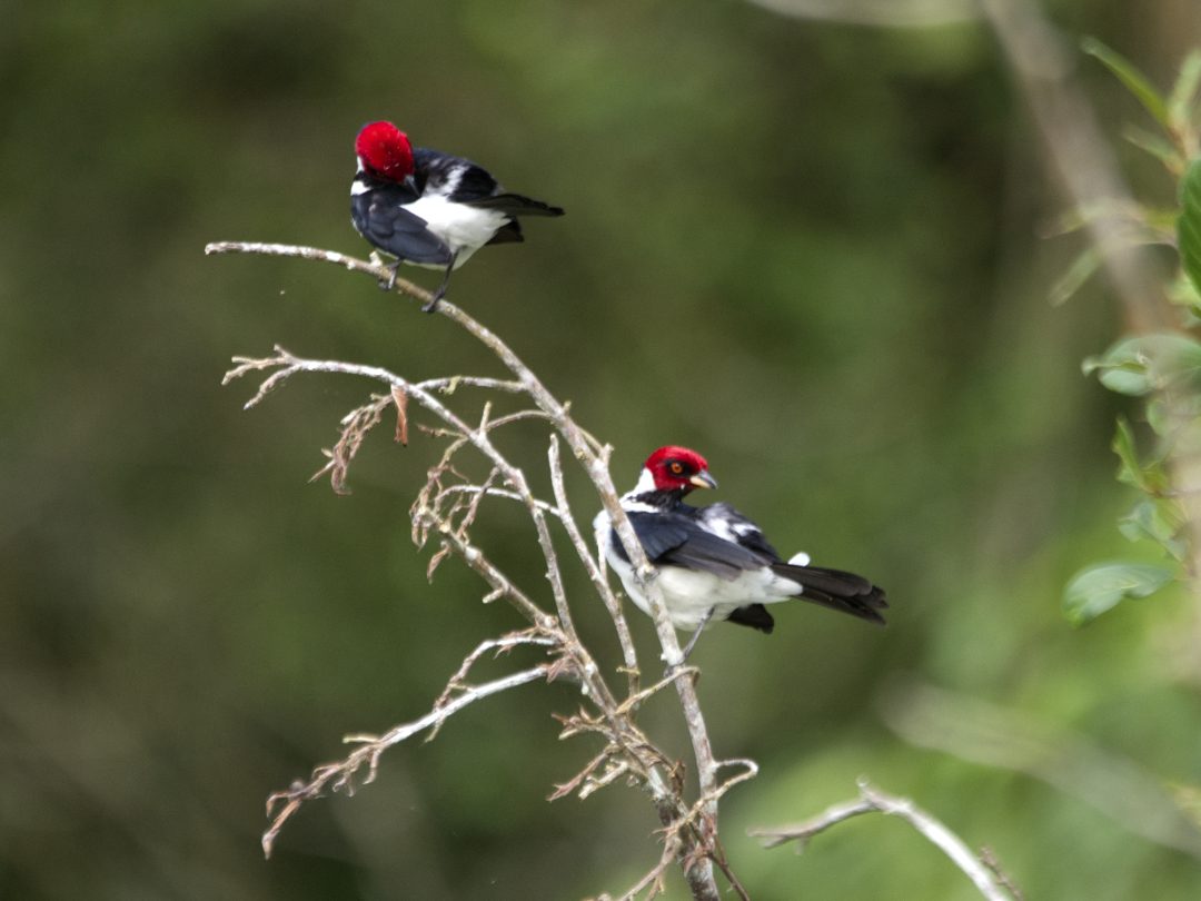 A pair f Red-Capped Cardinals in the Limoncocha Biological Reserve