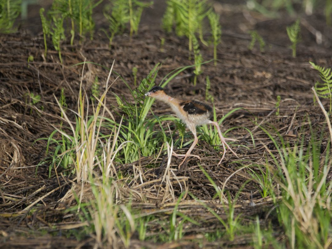 Azure Galinule chick with easy to see unwebbed, elongated toes.