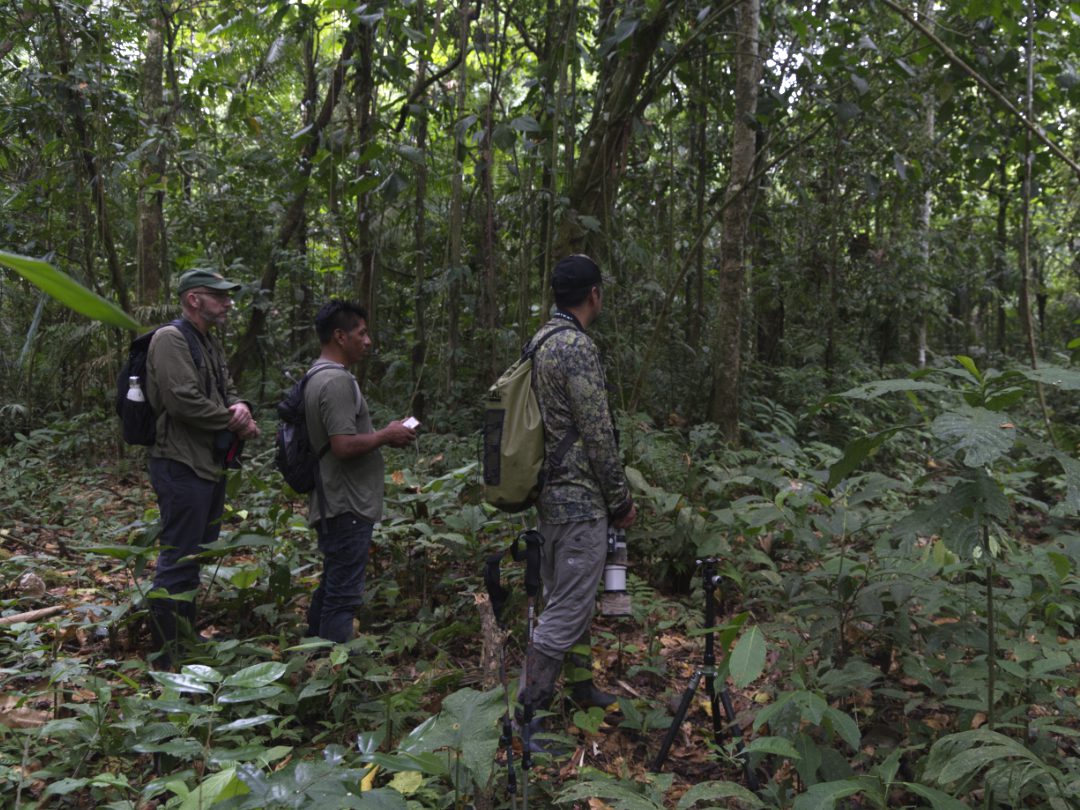 Birding in the dense forest of Limoncocha, Ecuador with Pablo Hualingua and Humberto Castillo