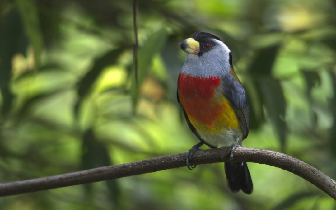 Behind the Scenes: Mashpi Amagusa’s Field Guide for Birds