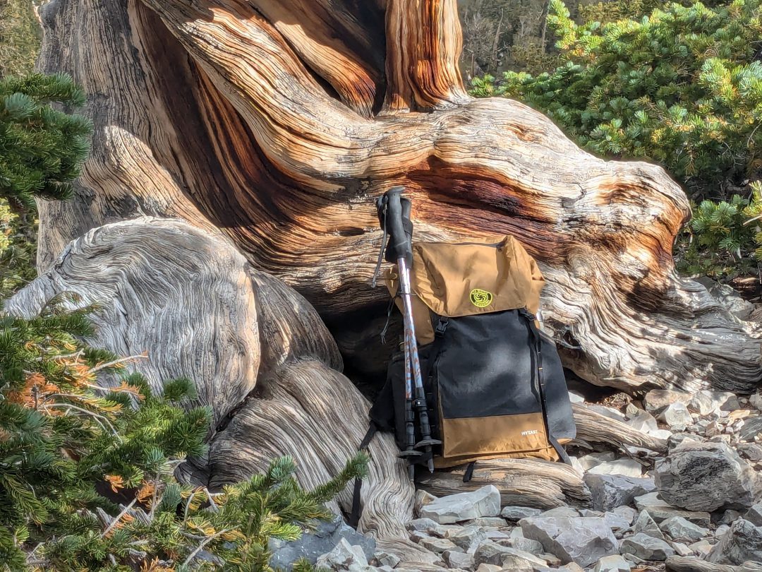 The Wy'east Ultralight Backpack rests agains a Bristlecone Pine