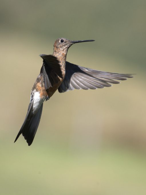 A Giant Hummingbird seems frozen in midflight with its huge wings on display