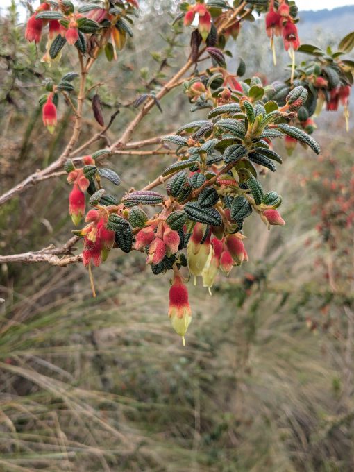 A native bush with small , dark green leaves and bright orange-red flowers with yellow tips and long stamens