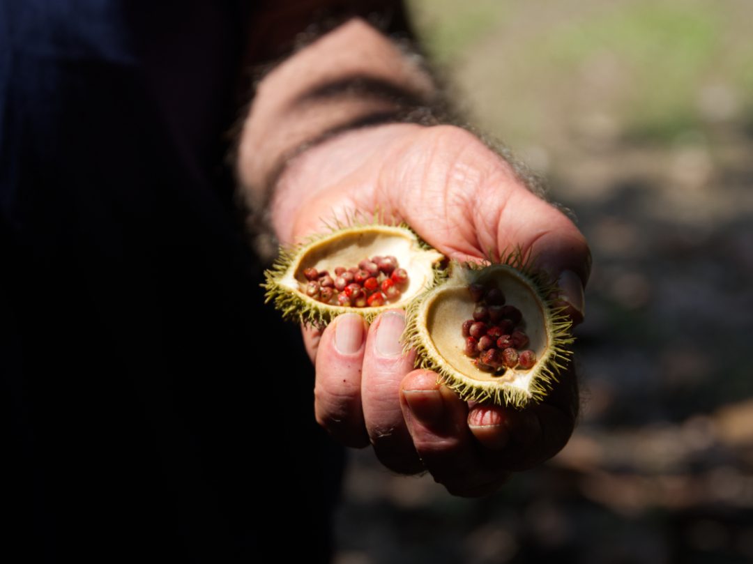 Randy holds an open achiote pod with its bright red seeds in his hand, demonstrating their bold color. | ©Angela Drake