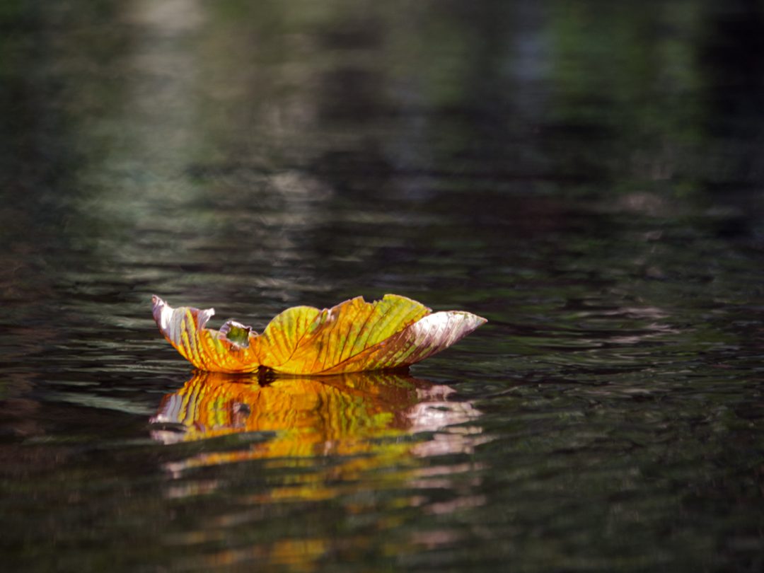 A single leaf floats on the black water of the Zabalo River, a symbol of quiet | ©Angela Drake