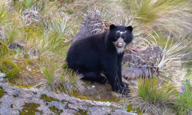 In Search of the Andean Spectacled Bear