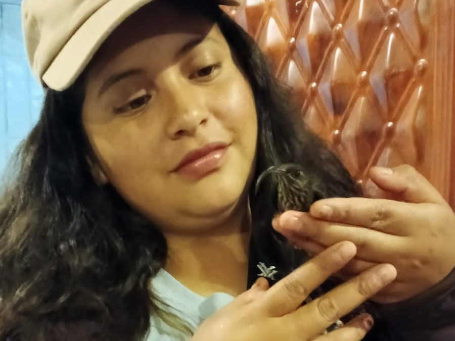 A young woman holds a delicate White-tipped Sicklebill hummingbird, with an extremely curved beak, in her hands.