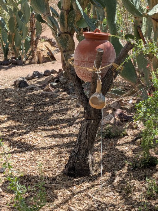 An Olla and Gourd Mission Garden A pottery jar sits in the crook of a old tree