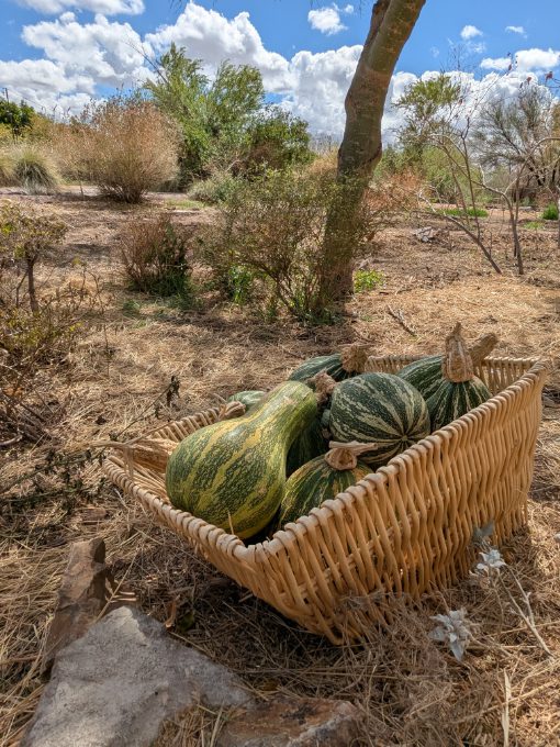 Harvested Squash at Mission Garden A basket of squash sits in the sunshine in a desert garden