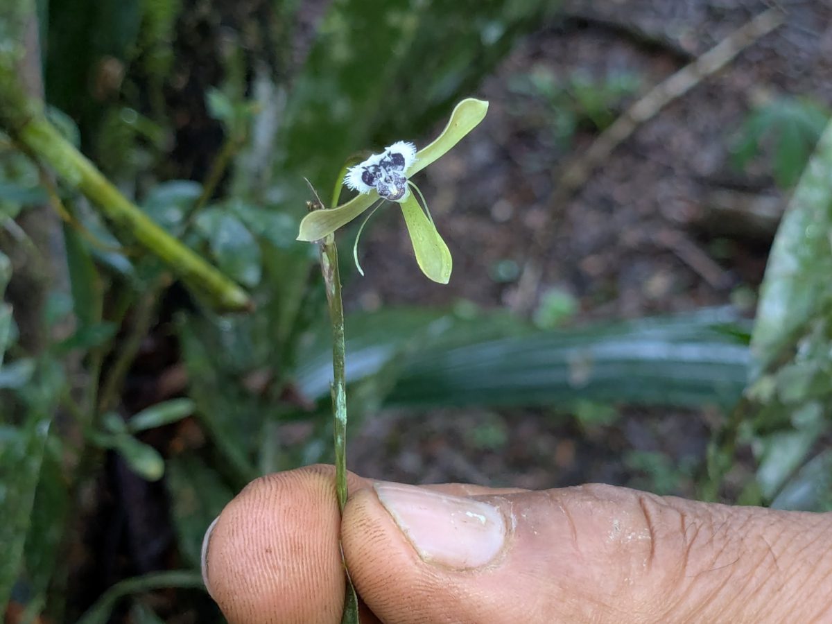 Black and white Telipogon orchid Pepe turns over an orchid to better admire its structure - its fuzzy petals with long stamen look more like an insect than a flower