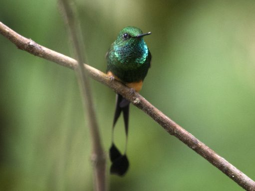 A White-tailed Trogon perched on a branch at Rio Silanche, Ecuador