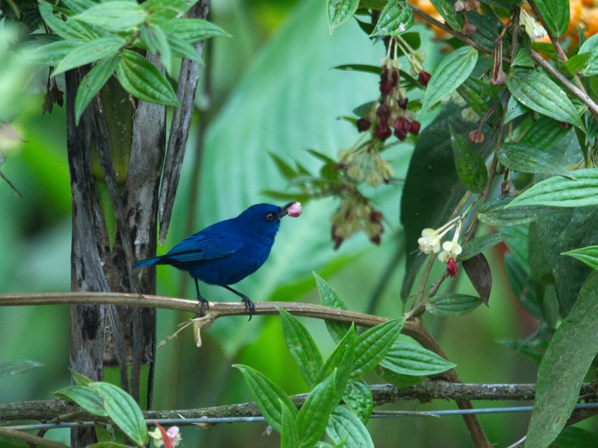 A White-tailed Trogon perched on a branch at Rio Silanche, Ecuador