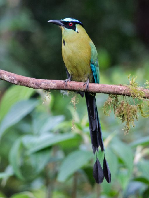 A White-tailed Trogon perched on a branch at Rio Silanche, Ecuador