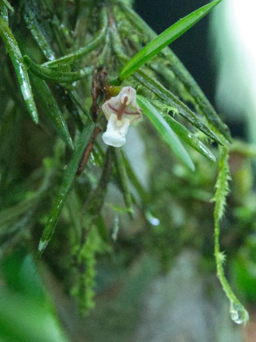 Miniature Orchid, genus Pleurothallis or Stelis A miniature white orchid with burgandy stripe likely from the genus Pleurothallis or Stelis