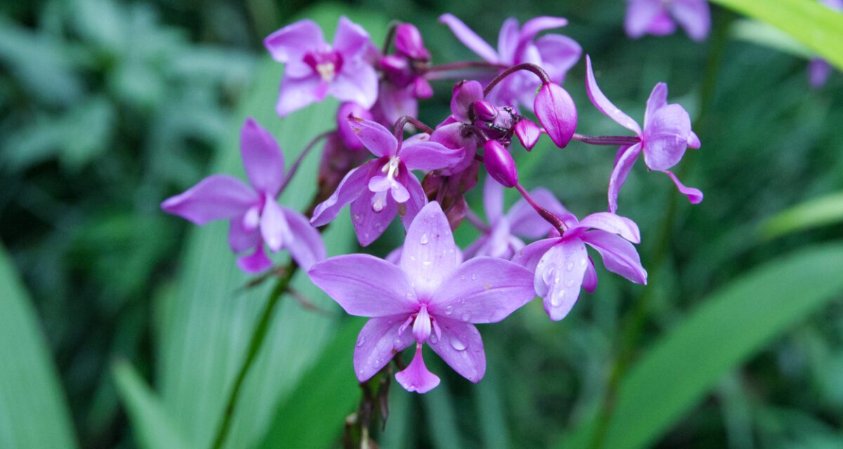 A Botanical Garden Full of Orchids in Misahualli, Rio Napo