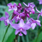 A Botanical Garden Full of Orchids in Misahualli, Rio Napo