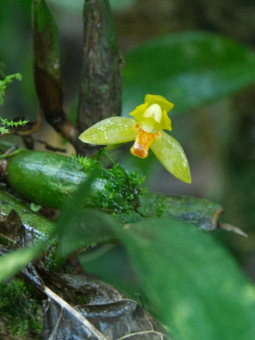 Miniature Orchid, genus Pleurothallis or Stelis Yellow orchid with orange lip likely from the Pleurothallis genus.