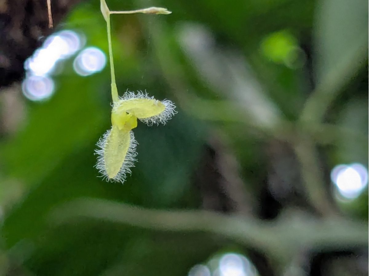Hairy Orchid A tiny orchid hangs in mid-air, each of its petals bordered in tiny hairs.