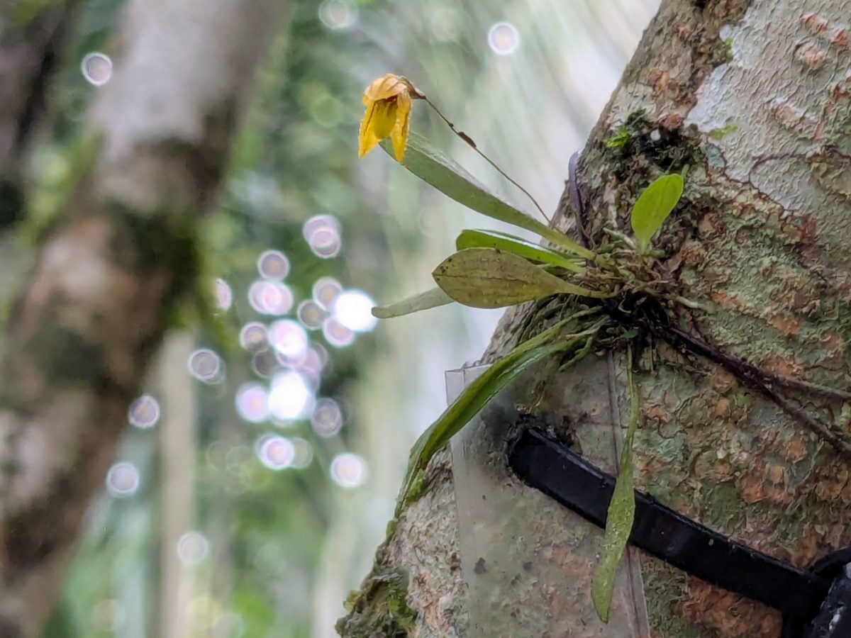 Miniature tulip-shaped orchid A tiny yellow orchid shaped like a tulip sits at the end of a threadlike stem amidst a small gathering of long, slender leaves in a mossy perch on a tree trunk.