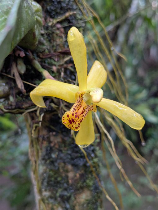 Lean in and smell this Maxillaria Orchid A close view of a golden yellow Maxilarria orchid, its tongue spotted with burgundy red splotches