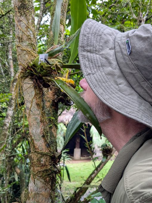 Enjoying the Orchids Scott leans in to smell the amazing aroma of a golden yellow Maxillaria orchid.