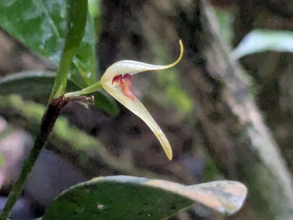Slender-petaled orchid This slender petaled, pale cream orchid has a deep red tongue shaped like a small leaf