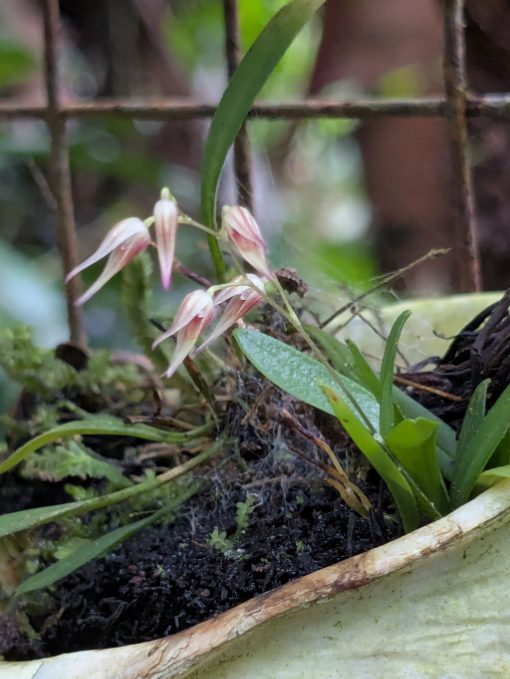 Tiny, white orchids with pale pink stripes Tiny white orchids with pale pink stripes grow in a snail shell