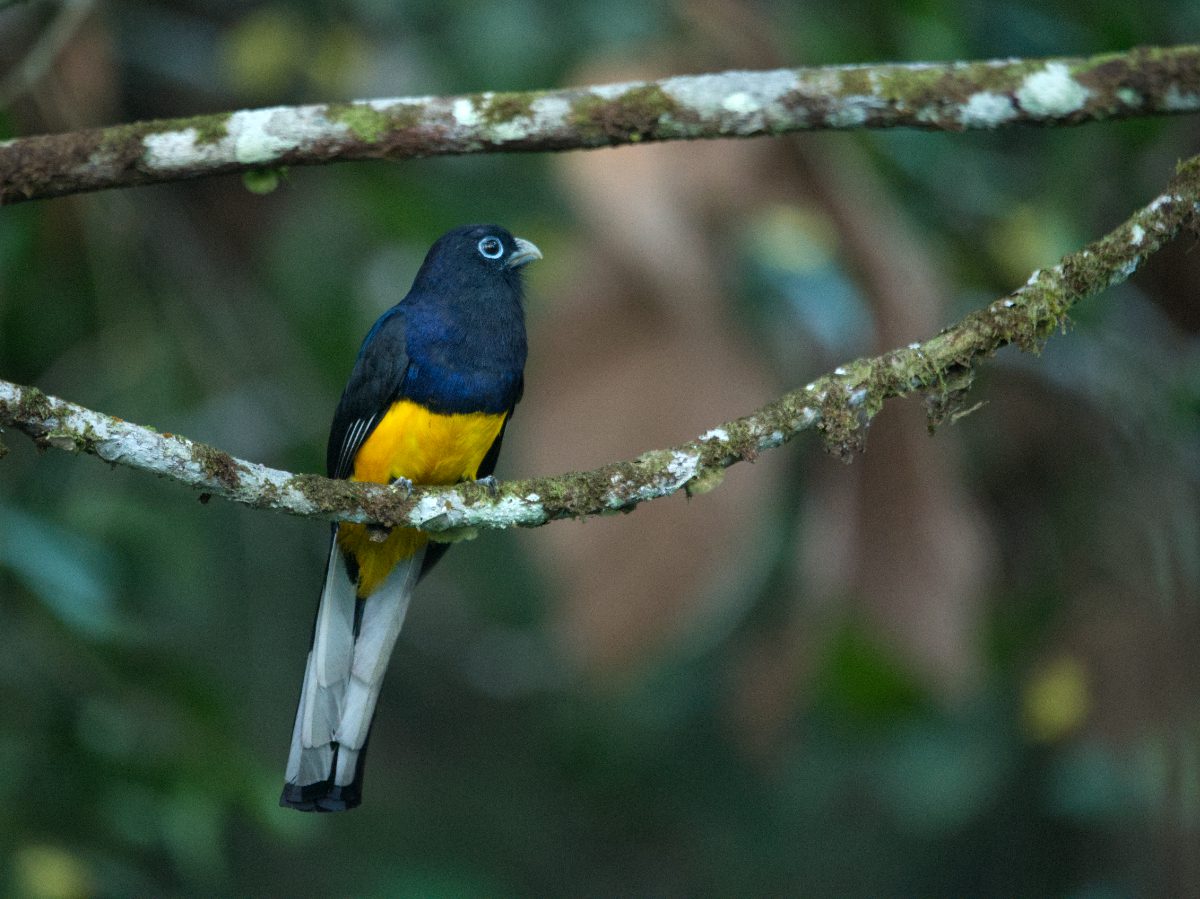 A White-tailed Trogon perched on a branch at Rio Silanche, Ecuador