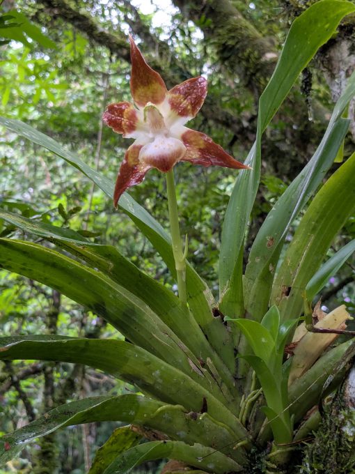 White Orchid with rust brown petals A large orchid with white center and pale rust tips is likely part of the Zygopetalinae subtribe.