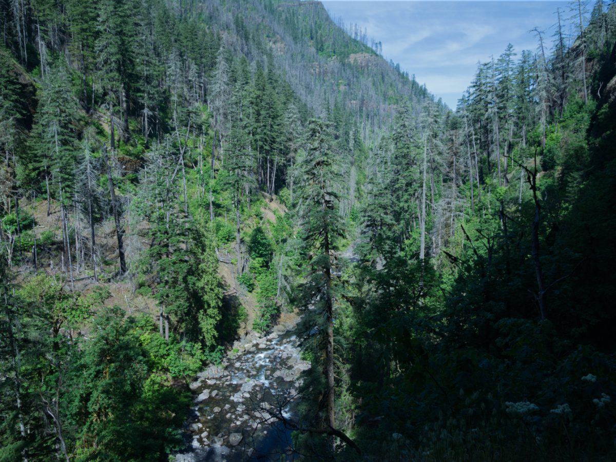 Along the Eagle Creek Trail | ©Angela Drake The forest covered hills of the Eagle Creek Trail still show damage from the 2017 fire.