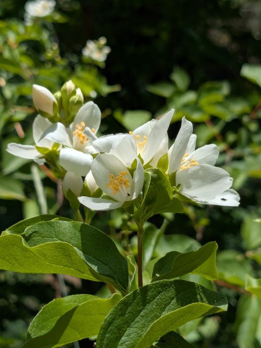 Lewis' Mock Orange | ©Angela Drake Several white flowers with yellow stamens on a Lewis's Mock Orange.