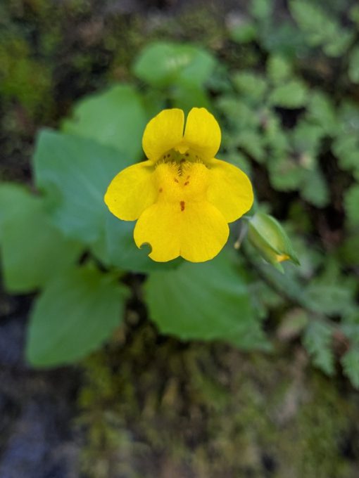 Monkey Flower | ©Angela Drake A single blossom of a bright yellow Monkey Flower.