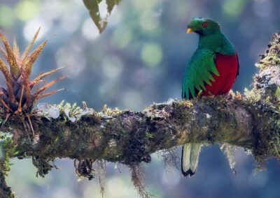 Birding & Photography in Ecuador: West, East Slopes and/or Amazon